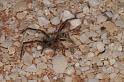 Phryganoporus_canididus_D3603_Z_85_Hamelin pool_Australie